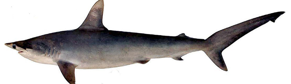 Sphyrna zygaena_09.jpg